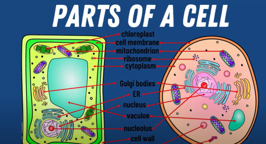 cell biology experiments for high school