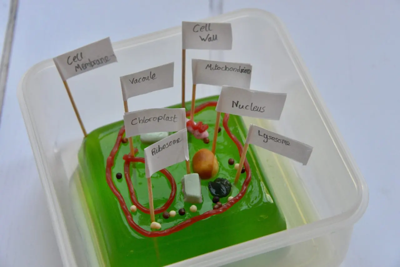 Jello Plant Cell Model