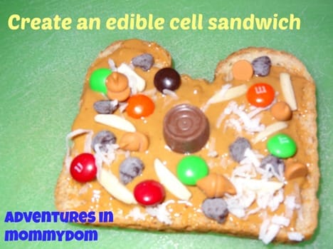 Edible Cell Model