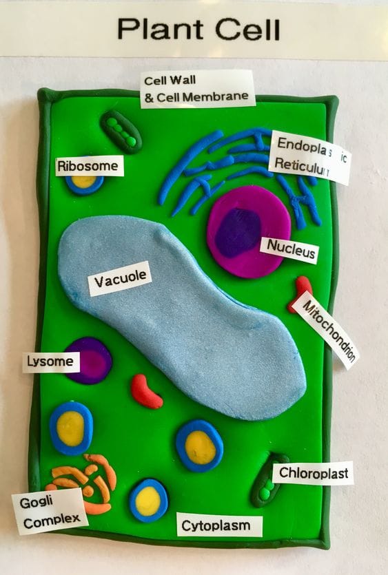 Polymer Clay Plant Cell Model