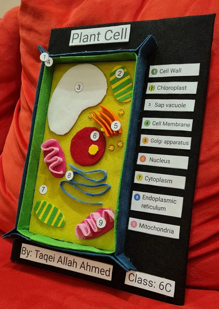 Plant Cell Board