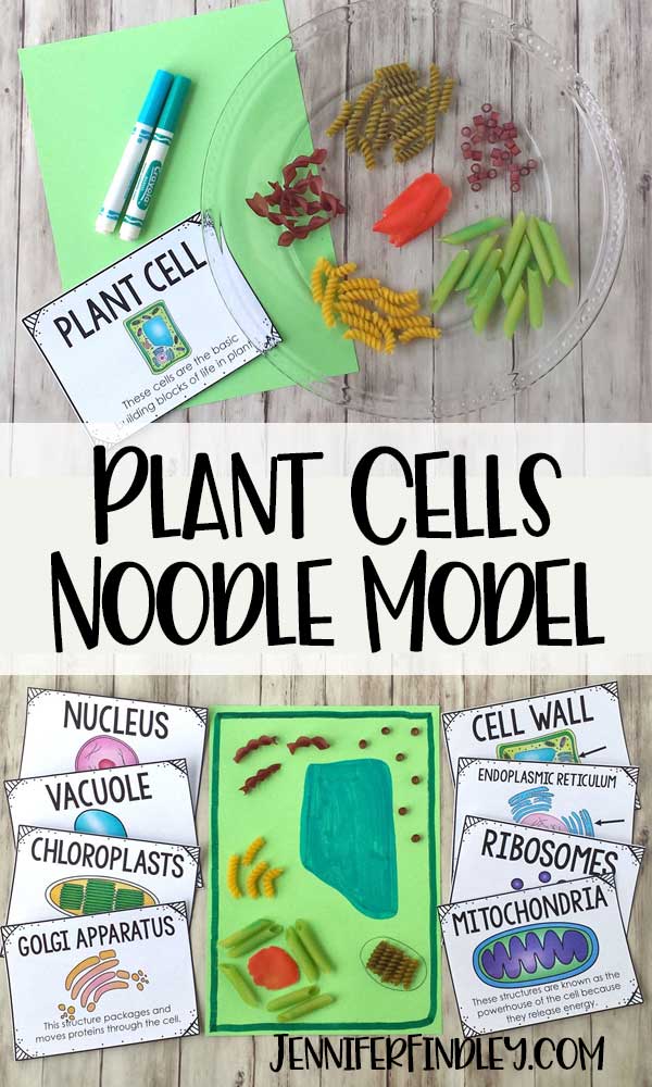 Plant Cell Model with Noodles