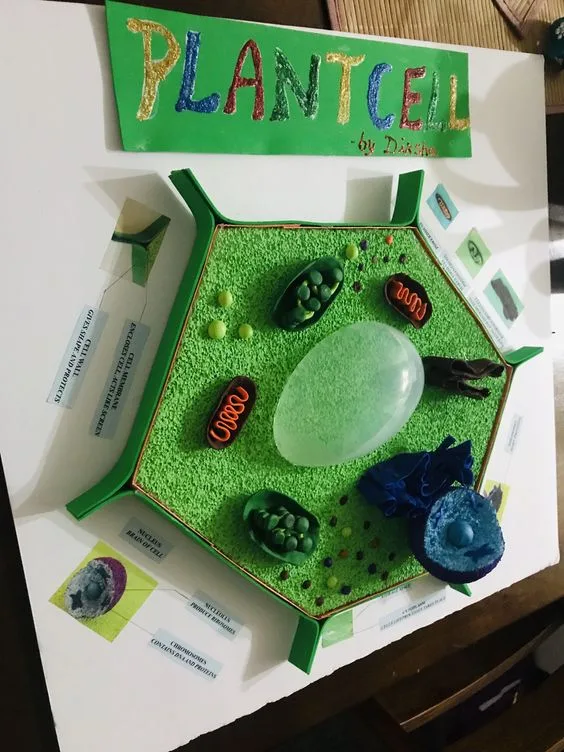 3D Plant Cell Board