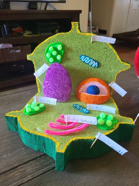 Crafting A 3D Plant Cell with Styrofoam