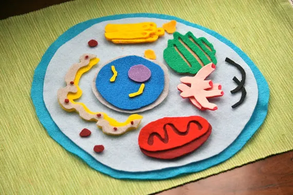 Felt 3D Plant Cell Model