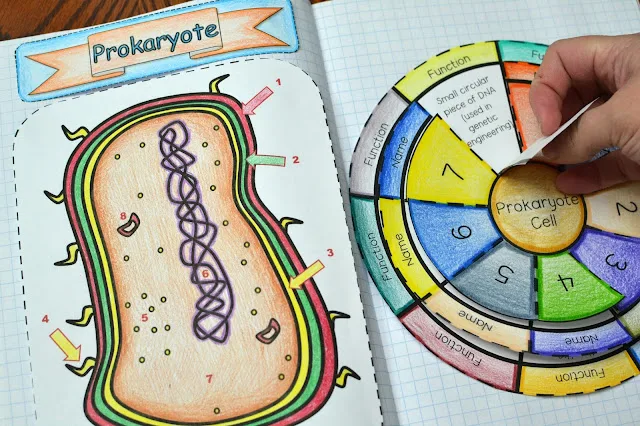 Cell Wheel Foldable