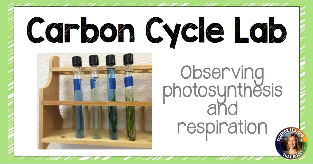 Witness the Carbon Cycle in Action